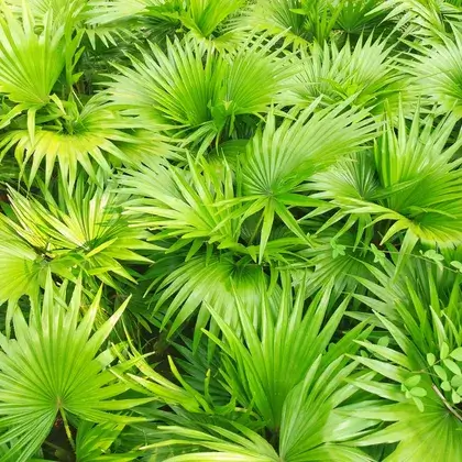 #1. Saw Palmetto Extrakt