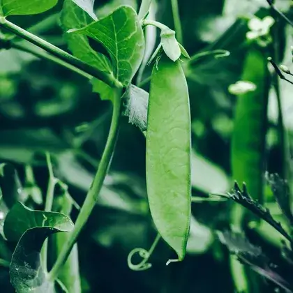 #3. Beta-Sitosterol